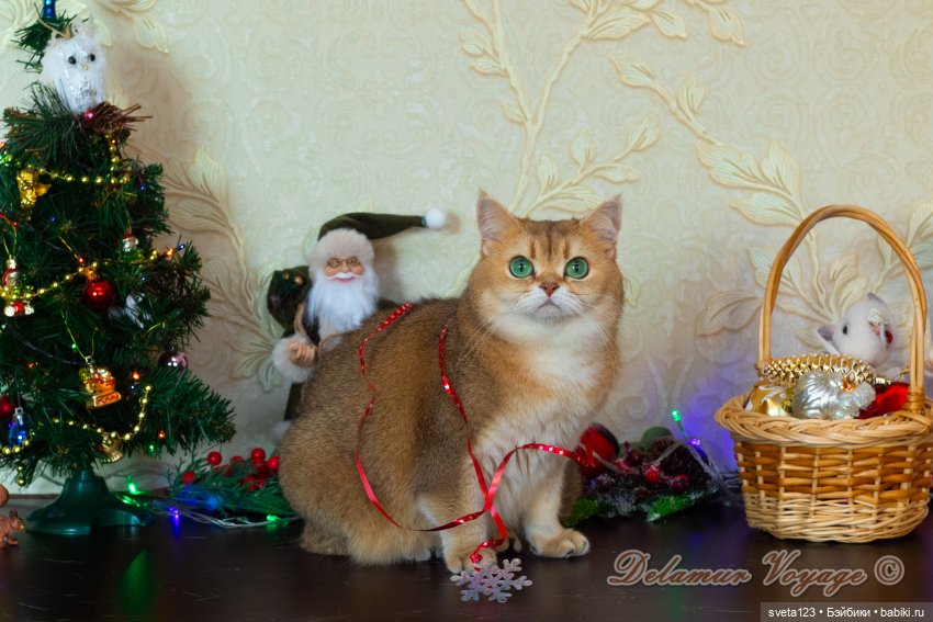 Новогодняя фотосессия моих котиков 🐱🐱🐱 | Бэйбики Новогодняя фотосессия моих котиков 🐱🐱🐱