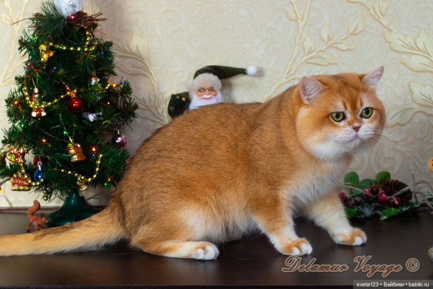 Новогодняя фотосессия моих котиков 🐱🐱🐱 | Бэйбики Новогодняя фотосессия моих котиков 🐱🐱🐱