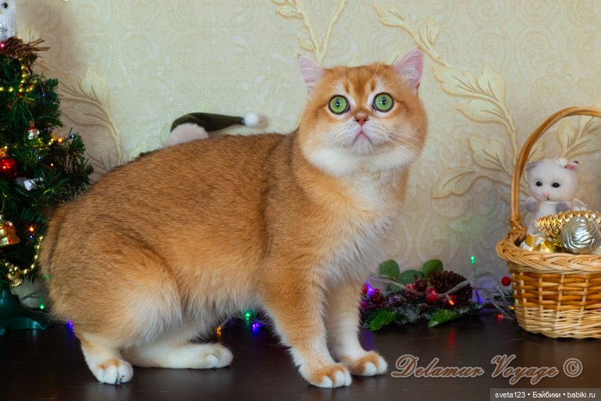 Новогодняя фотосессия моих котиков 🐱🐱🐱 | Бэйбики Новогодняя фотосессия моих котиков 🐱🐱🐱