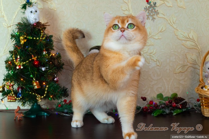 Новогодняя фотосессия моих котиков 🐱🐱🐱 | Бэйбики Новогодняя фотосессия моих котиков 🐱🐱🐱