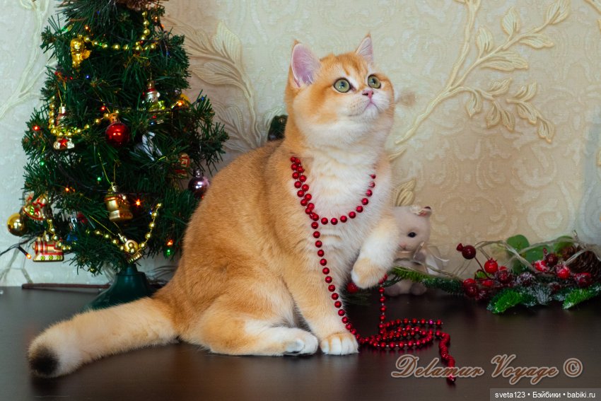 Новогодняя фотосессия моих котиков 🐱🐱🐱 | Бэйбики Новогодняя фотосессия моих котиков 🐱🐱🐱 (фото 9)