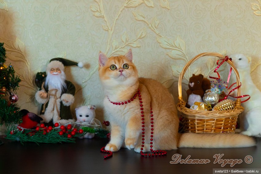 Новогодняя фотосессия моих котиков 🐱🐱🐱 | Бэйбики Новогодняя фотосессия моих котиков 🐱🐱🐱 (фото 4)