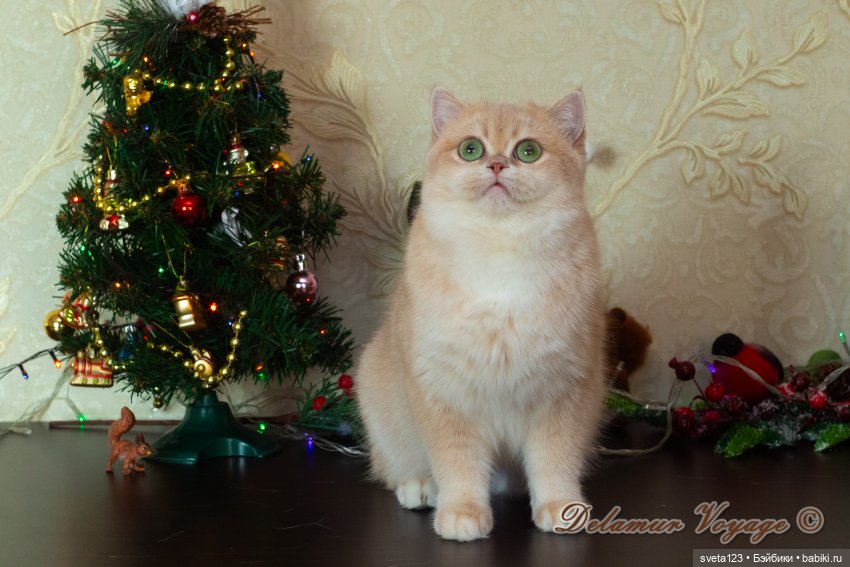 Новогодняя фотосессия моих котиков 🐱🐱🐱 | Бэйбики Новогодняя фотосессия моих котиков 🐱🐱🐱