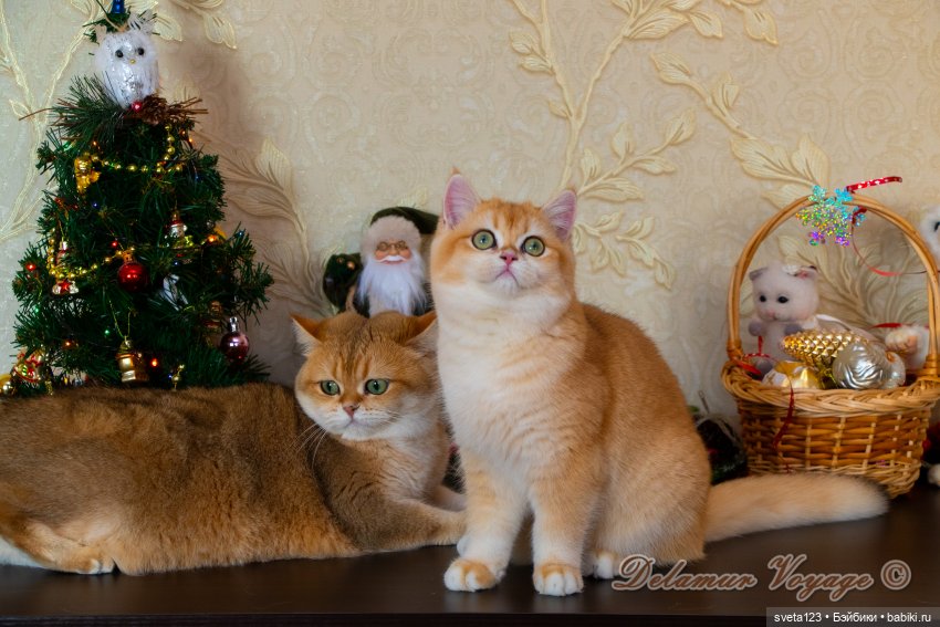 Новогодняя фотосессия моих котиков 🐱🐱🐱 | Бэйбики Новогодняя фотосессия моих котиков 🐱🐱🐱