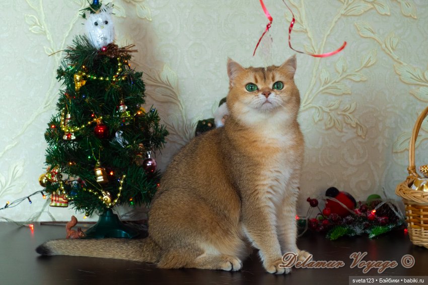 Новогодняя фотосессия моих котиков 🐱🐱🐱 | Бэйбики Новогодняя фотосессия моих котиков 🐱🐱🐱