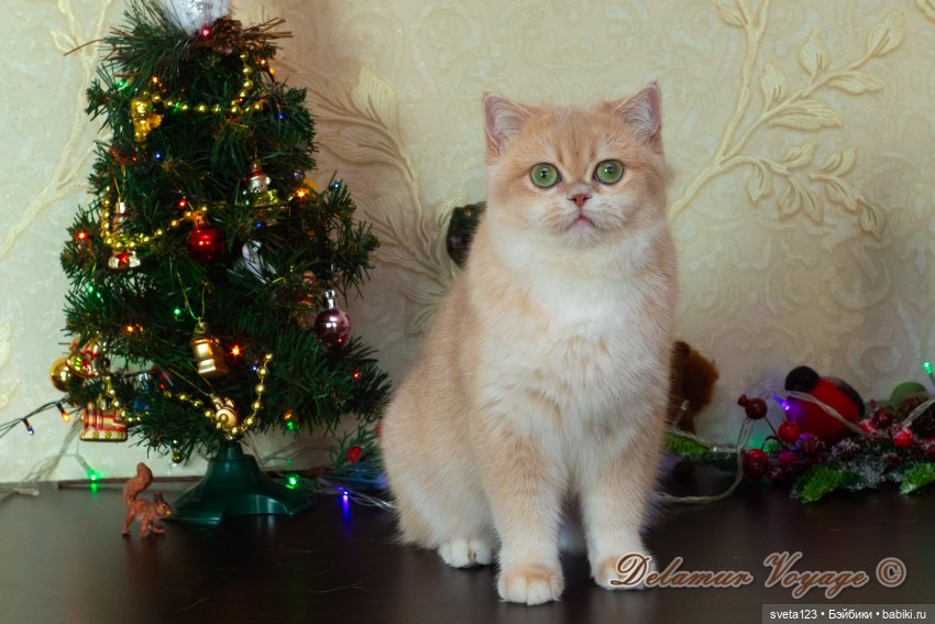 Новогодняя фотосессия моих котиков 🐱🐱🐱 | Бэйбики Новогодняя фотосессия моих котиков 🐱🐱🐱