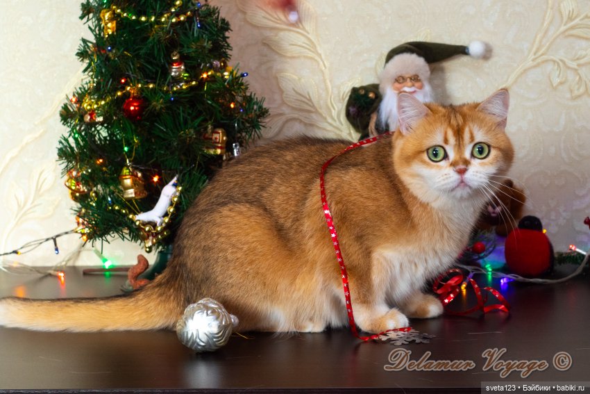 Новогодняя фотосессия моих котиков 🐱🐱🐱 | Бэйбики Новогодняя фотосессия моих котиков 🐱🐱🐱