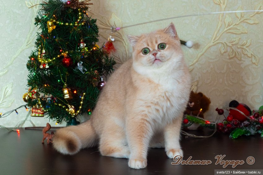 Новогодняя фотосессия моих котиков 🐱🐱🐱 | Бэйбики Новогодняя фотосессия моих котиков 🐱🐱🐱