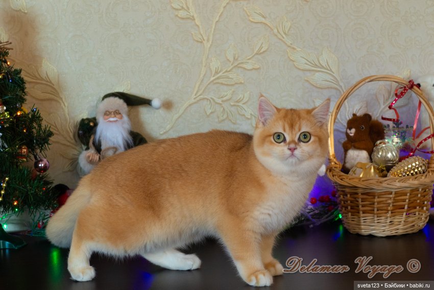 Новогодняя фотосессия моих котиков 🐱🐱🐱 | Бэйбики Новогодняя фотосессия моих котиков 🐱🐱🐱 (фото 2)