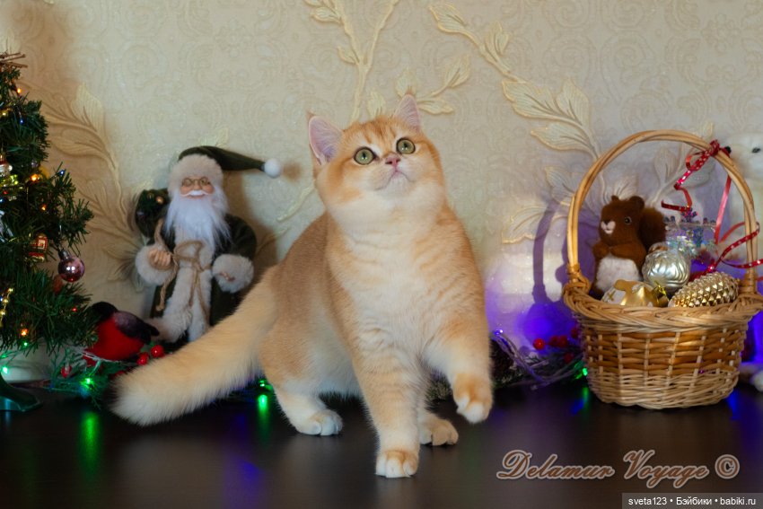 Новогодняя фотосессия моих котиков 🐱🐱🐱 | Бэйбики Новогодняя фотосессия моих котиков 🐱🐱🐱