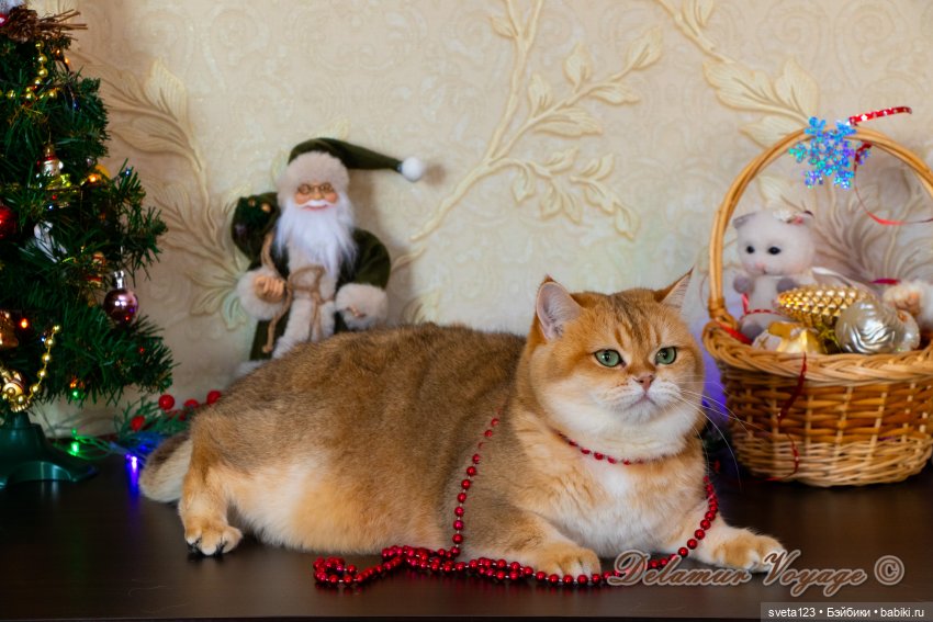 Новогодняя фотосессия моих котиков 🐱🐱🐱 | Бэйбики Новогодняя фотосессия моих котиков 🐱🐱🐱