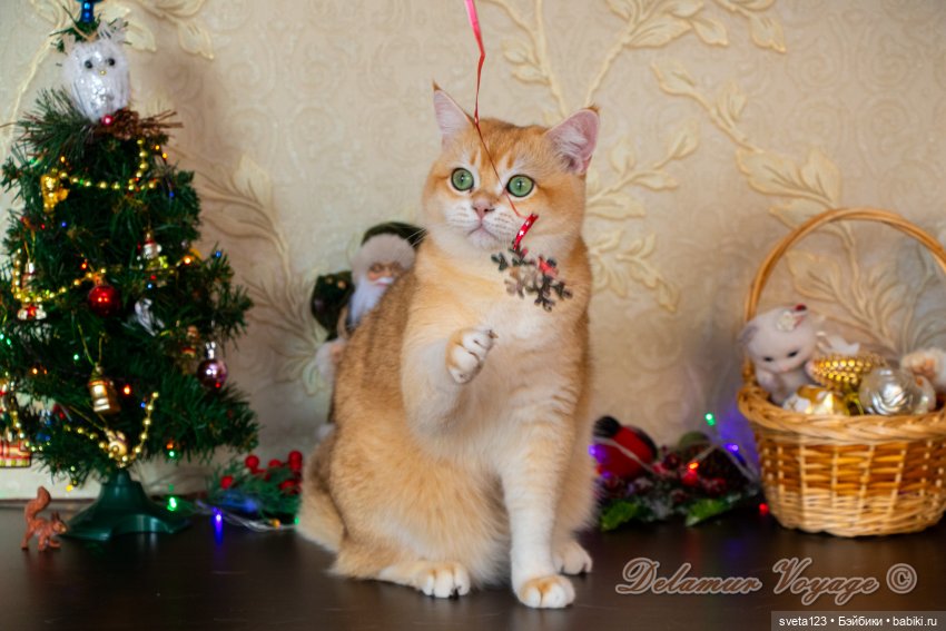 Новогодняя фотосессия моих котиков 🐱🐱🐱 | Бэйбики Новогодняя фотосессия моих котиков 🐱🐱🐱