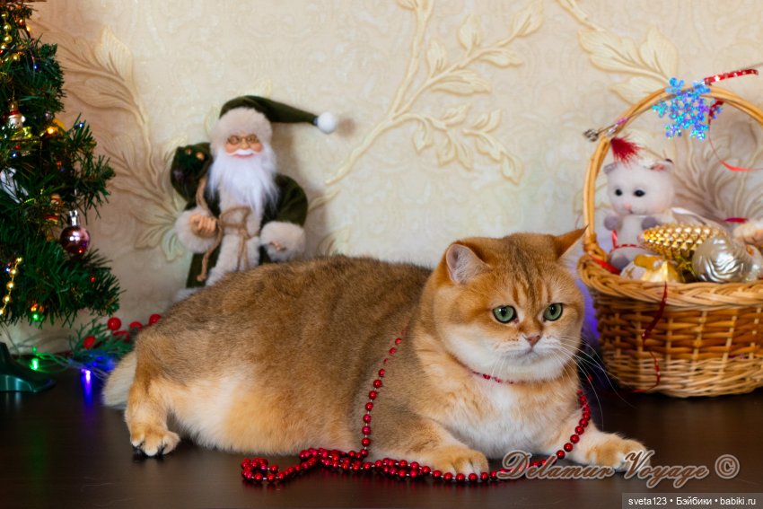 Новогодняя фотосессия моих котиков 🐱🐱🐱 | Бэйбики Новогодняя фотосессия моих котиков 🐱🐱🐱