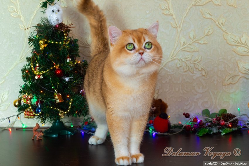 Новогодняя фотосессия моих котиков 🐱🐱🐱 | Бэйбики Новогодняя фотосессия моих котиков 🐱🐱🐱