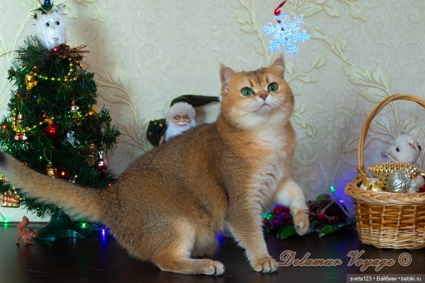 Новогодняя фотосессия моих котиков 🐱🐱🐱 | Бэйбики Новогодняя фотосессия моих котиков 🐱🐱🐱