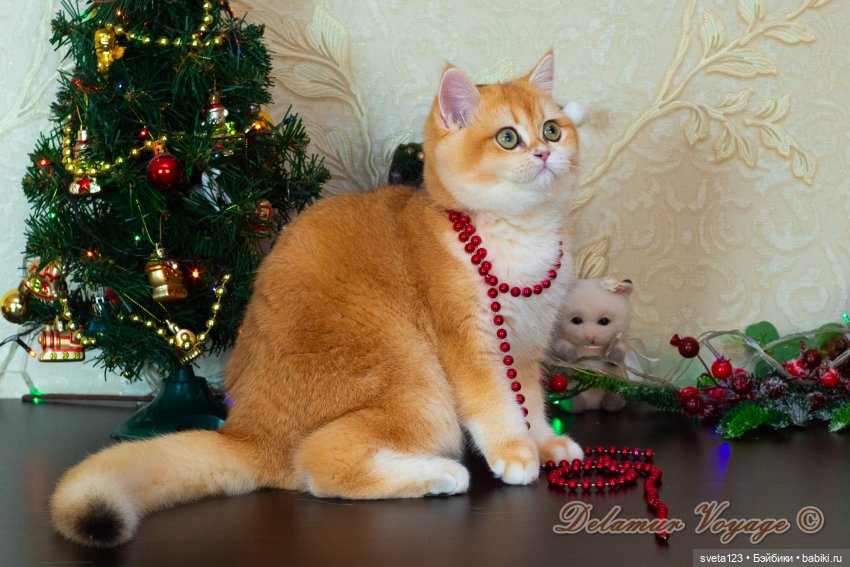 Новогодняя фотосессия моих котиков 🐱🐱🐱 | Бэйбики Новогодняя фотосессия моих котиков 🐱🐱🐱 (фото 8)