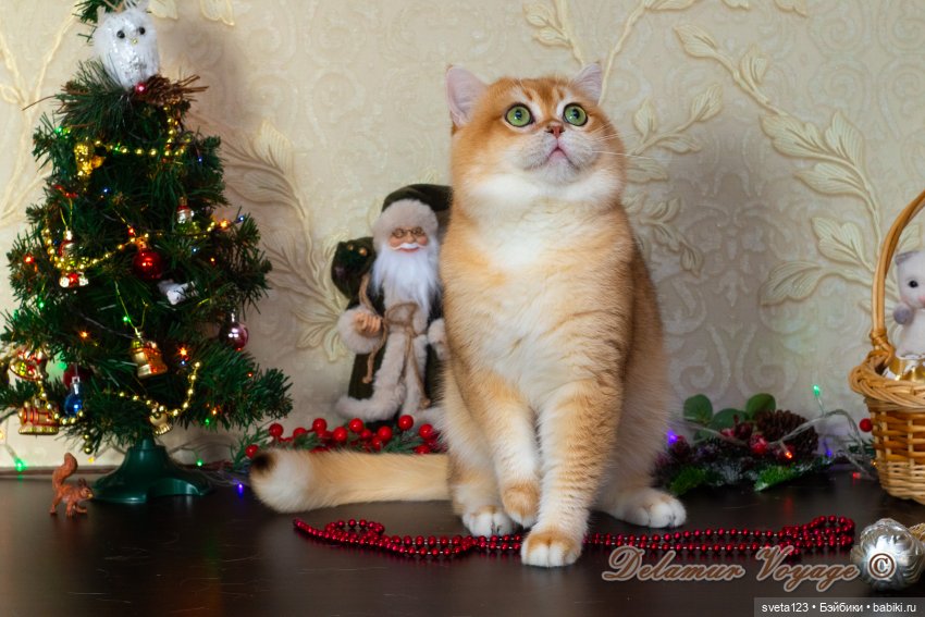 Новогодняя фотосессия моих котиков 🐱🐱🐱 | Бэйбики Новогодняя фотосессия моих котиков 🐱🐱🐱