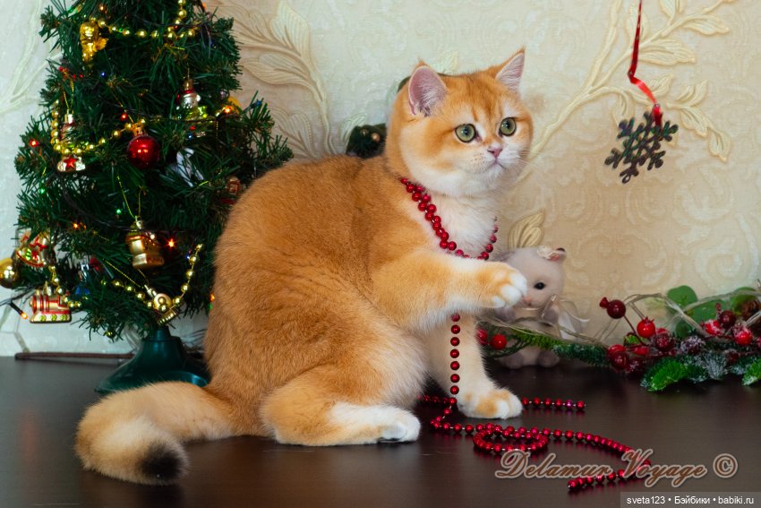 Новогодняя фотосессия моих котиков 🐱🐱🐱 | Бэйбики Новогодняя фотосессия моих котиков 🐱🐱🐱 (фото 7)