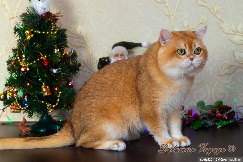 Новогодняя фотосессия моих котиков 🐱🐱🐱 | Бэйбики Новогодняя фотосессия моих котиков 🐱🐱🐱