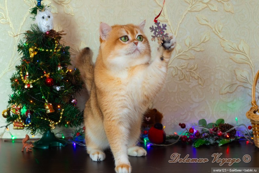 Новогодняя фотосессия моих котиков 🐱🐱🐱 | Бэйбики Новогодняя фотосессия моих котиков 🐱🐱🐱