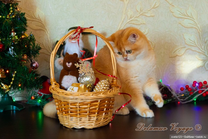 Новогодняя фотосессия моих котиков 🐱🐱🐱 | Бэйбики Новогодняя фотосессия моих котиков 🐱🐱🐱 (фото 6)