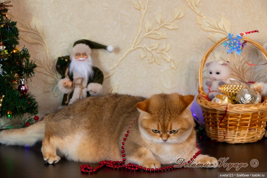 Новогодняя фотосессия моих котиков 🐱🐱🐱 | Бэйбики Новогодняя фотосессия моих котиков 🐱🐱🐱