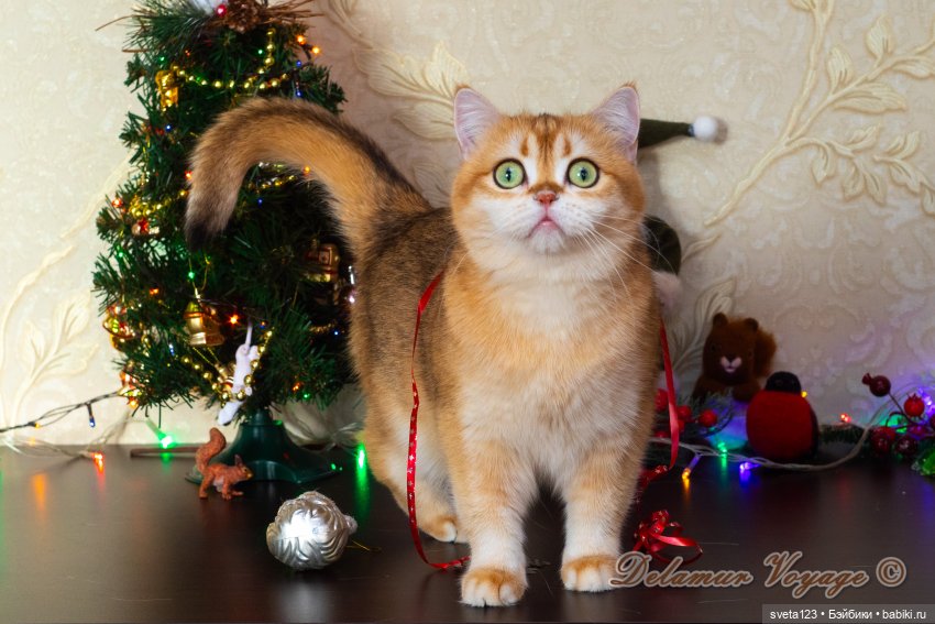 Новогодняя фотосессия моих котиков 🐱🐱🐱 | Бэйбики Новогодняя фотосессия моих котиков 🐱🐱🐱