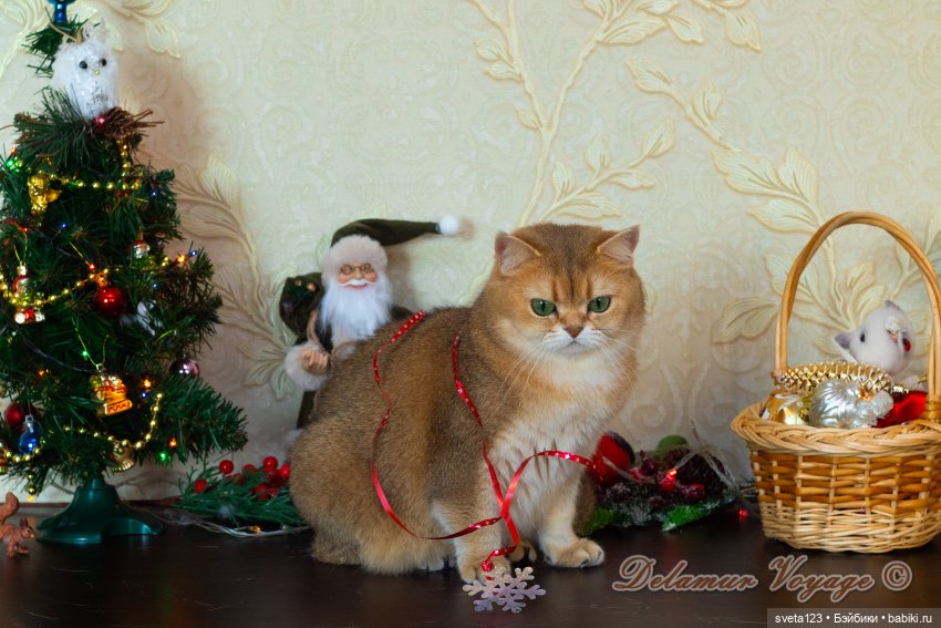 Новогодняя фотосессия моих котиков 🐱🐱🐱 | Бэйбики Новогодняя фотосессия моих котиков 🐱🐱🐱