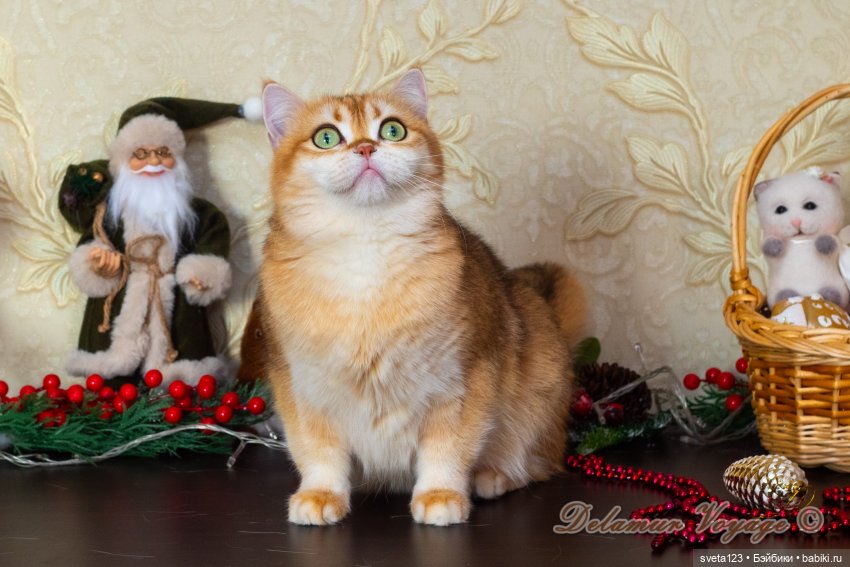 Новогодняя фотосессия моих котиков 🐱🐱🐱 | Бэйбики Новогодняя фотосессия моих котиков 🐱🐱🐱