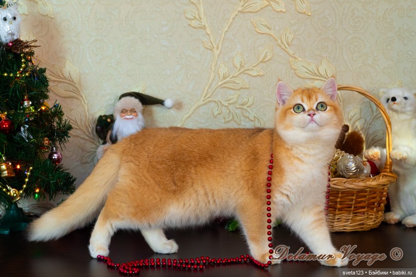 Новогодняя фотосессия моих котиков 🐱🐱🐱 | Бэйбики Новогодняя фотосессия моих котиков 🐱🐱🐱