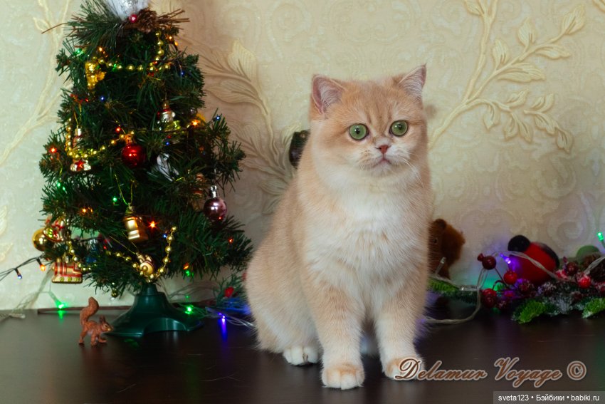 Новогодняя фотосессия моих котиков 🐱🐱🐱 | Бэйбики Новогодняя фотосессия моих котиков 🐱🐱🐱