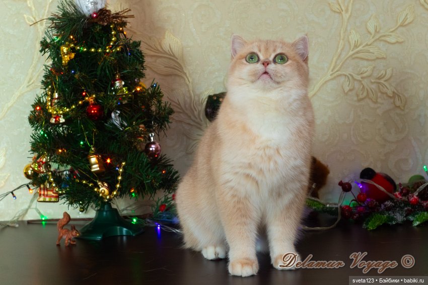 Новогодняя фотосессия моих котиков 🐱🐱🐱 | Бэйбики Новогодняя фотосессия моих котиков 🐱🐱🐱