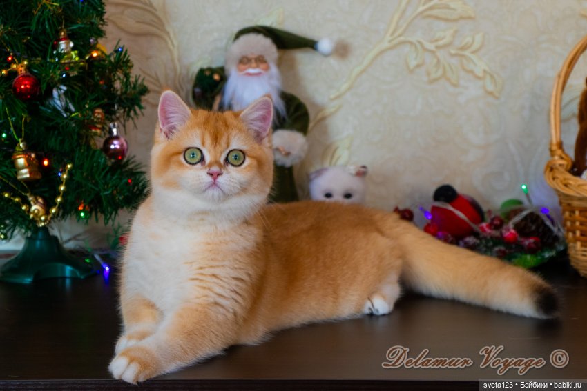 Новогодняя фотосессия моих котиков 🐱🐱🐱 | Бэйбики Новогодняя фотосессия моих котиков 🐱🐱🐱 (фото 10)