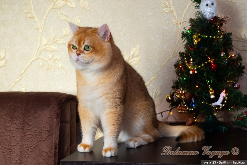 Новогодняя фотосессия моих котиков 🐱🐱🐱 | Бэйбики Новогодняя фотосессия моих котиков 🐱🐱🐱