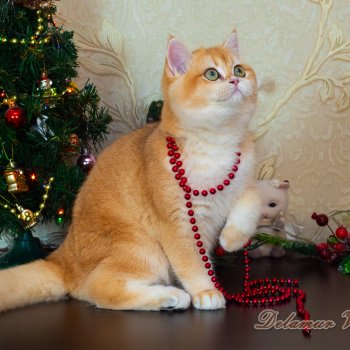 Новогодняя фотосессия моих котиков 🐱🐱🐱