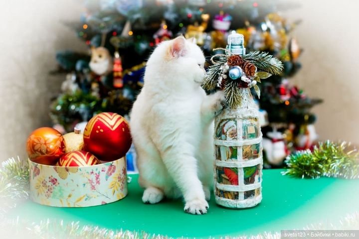 Новогодняя фотосессия моих котиков 🐱🐱🐱 | Бэйбики Новогодняя фотосессия моих котиков 🐱🐱🐱
