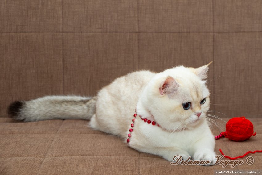 Новогодняя фотосессия моих котиков 🐱🐱🐱 | Бэйбики Новогодняя фотосессия моих котиков 🐱🐱🐱