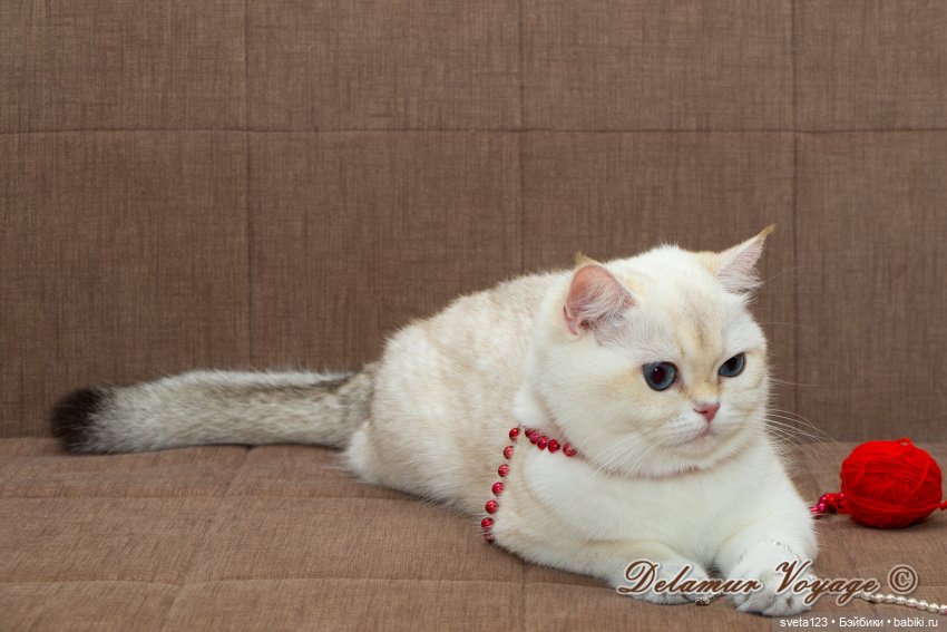 Новогодняя фотосессия моих котиков 🐱🐱🐱 | Бэйбики Новогодняя фотосессия моих котиков 🐱🐱🐱