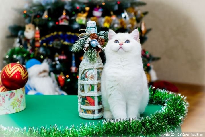 Новогодняя фотосессия моих котиков 🐱🐱🐱 | Бэйбики Новогодняя фотосессия моих котиков 🐱🐱🐱