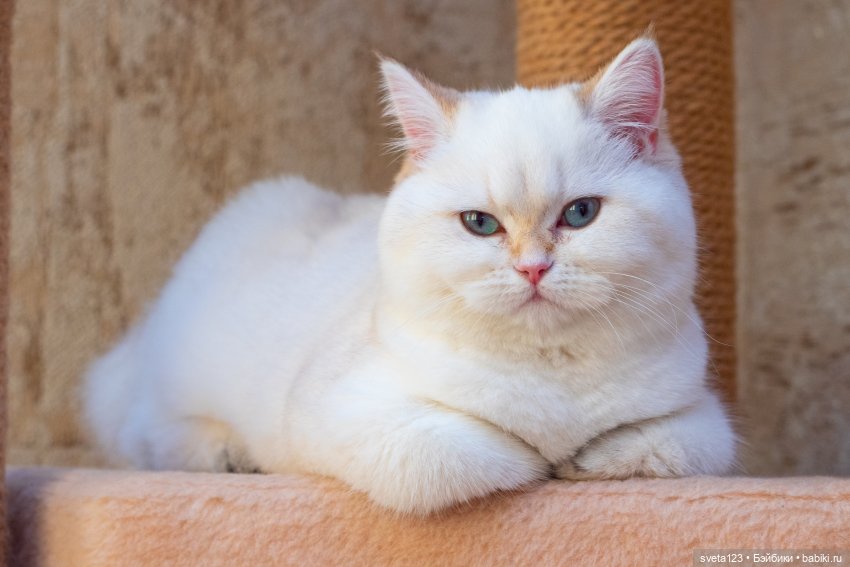 Новогодняя фотосессия моих котиков 🐱🐱🐱 | Бэйбики Новогодняя фотосессия моих котиков 🐱🐱🐱