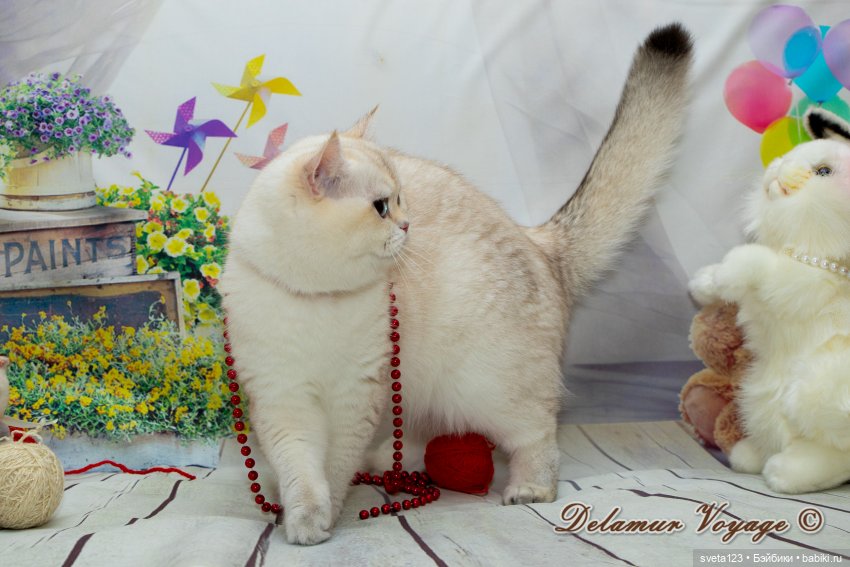 Новогодняя фотосессия моих котиков 🐱🐱🐱 | Бэйбики Новогодняя фотосессия моих котиков 🐱🐱🐱