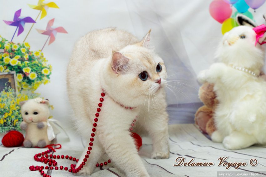 Новогодняя фотосессия моих котиков 🐱🐱🐱 | Бэйбики Новогодняя фотосессия моих котиков 🐱🐱🐱