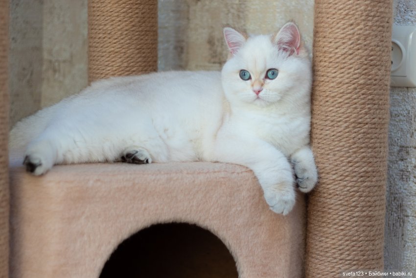 Новогодняя фотосессия моих котиков 🐱🐱🐱 | Бэйбики Новогодняя фотосессия моих котиков 🐱🐱🐱