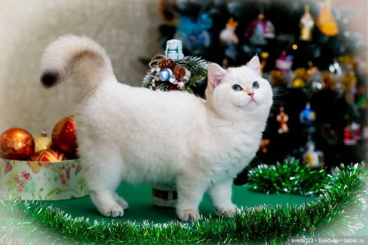 Новогодняя фотосессия моих котиков 🐱🐱🐱 | Бэйбики Новогодняя фотосессия моих котиков 🐱🐱🐱