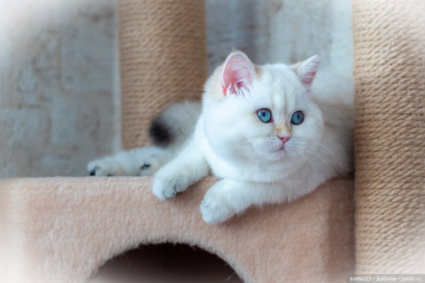 Новогодняя фотосессия моих котиков 🐱🐱🐱 | Бэйбики Новогодняя фотосессия моих котиков 🐱🐱🐱