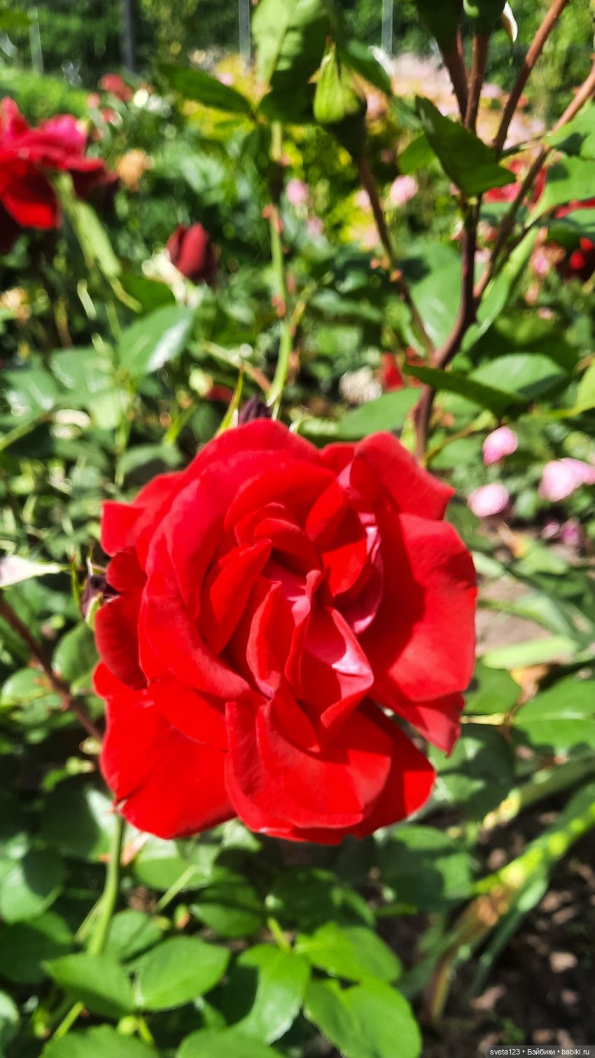 Знакомство с маленькой Пиппой 🌺🌷🌺