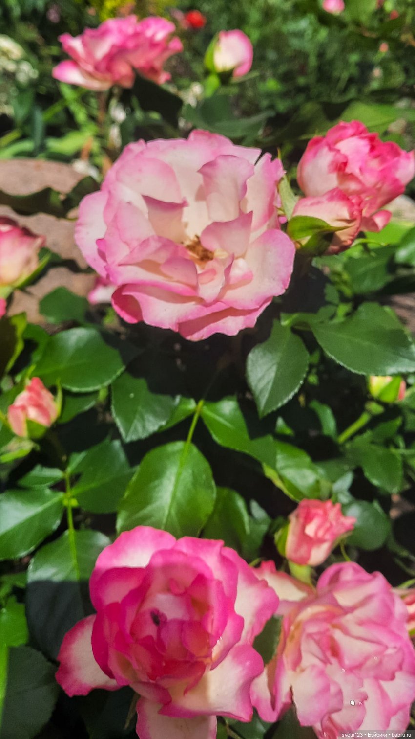 Знакомство с маленькой Пиппой 🌺🌷🌺