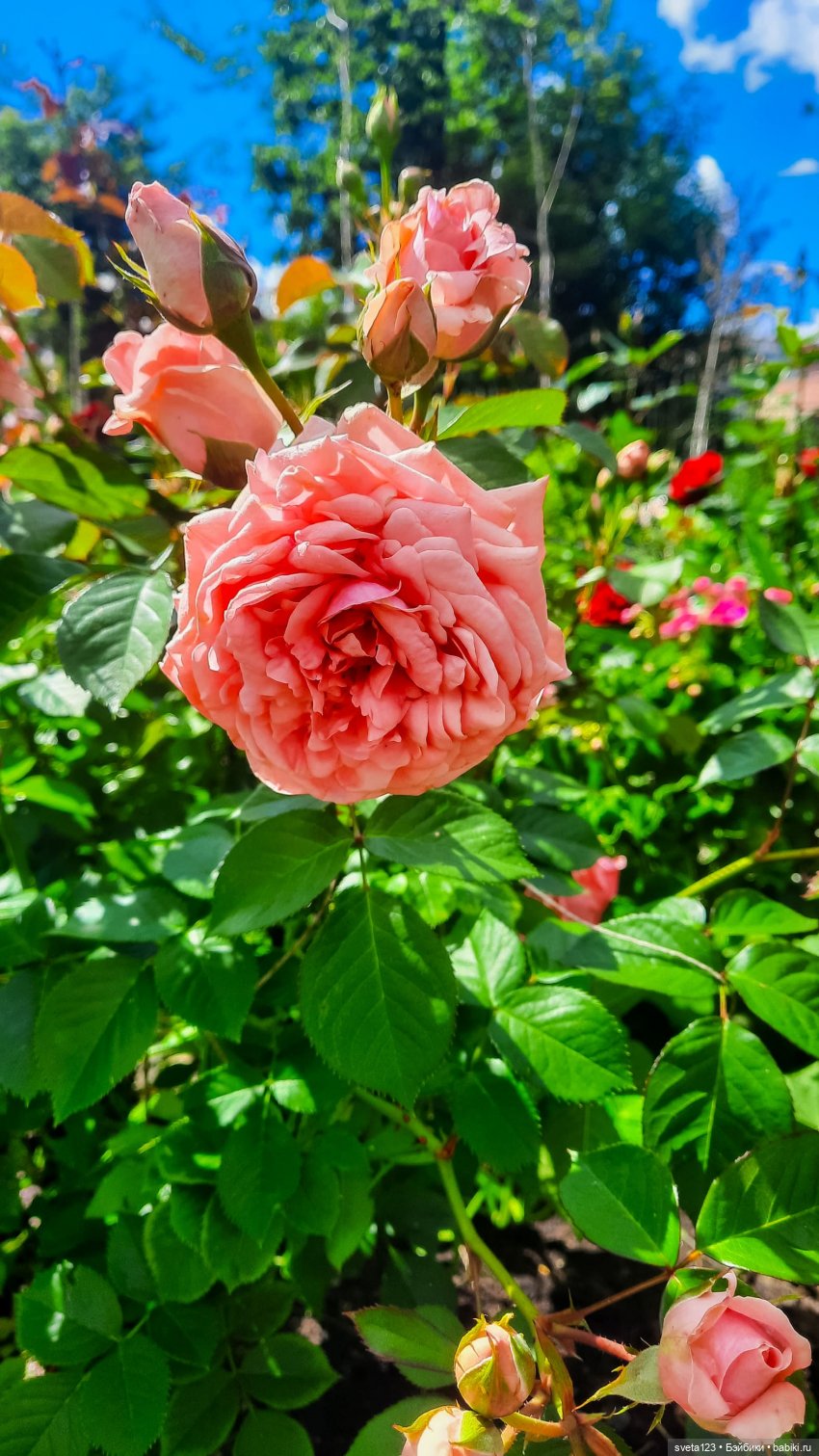 Знакомство с маленькой Пиппой 🌺🌷🌺