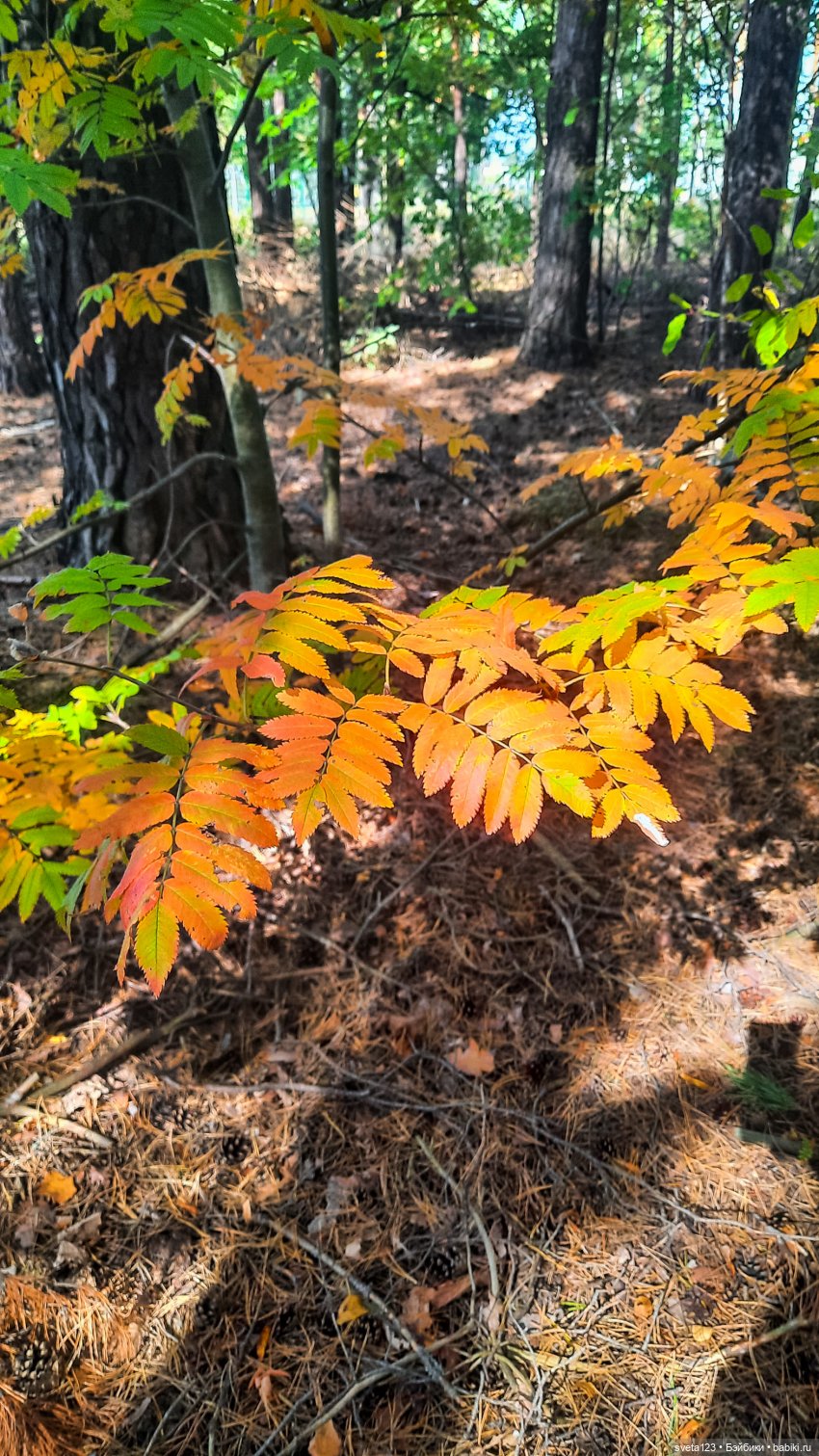 Эльфы в осеннем лесу 🍁🍄🦋 — Куклы Gotz