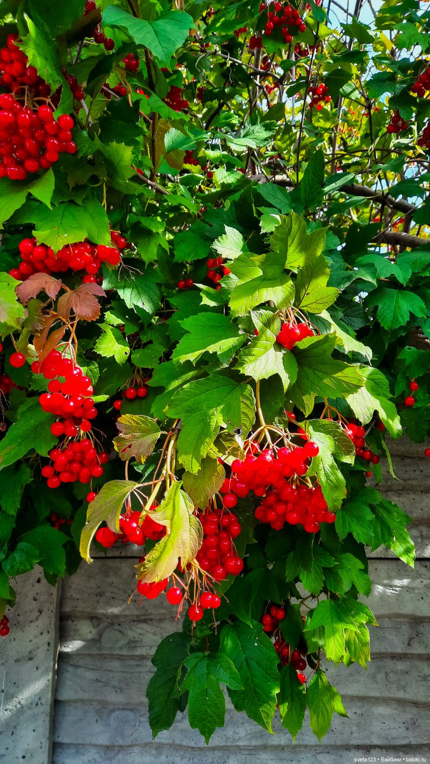 Эльфы в осеннем лесу 🍁🍄🦋 — Куклы Gotz